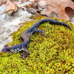Kleverige salamander
