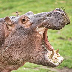 Nijlpaarden | DierenWiki | Zoogdieren > Nijlpaarden