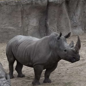 Zoogdieren