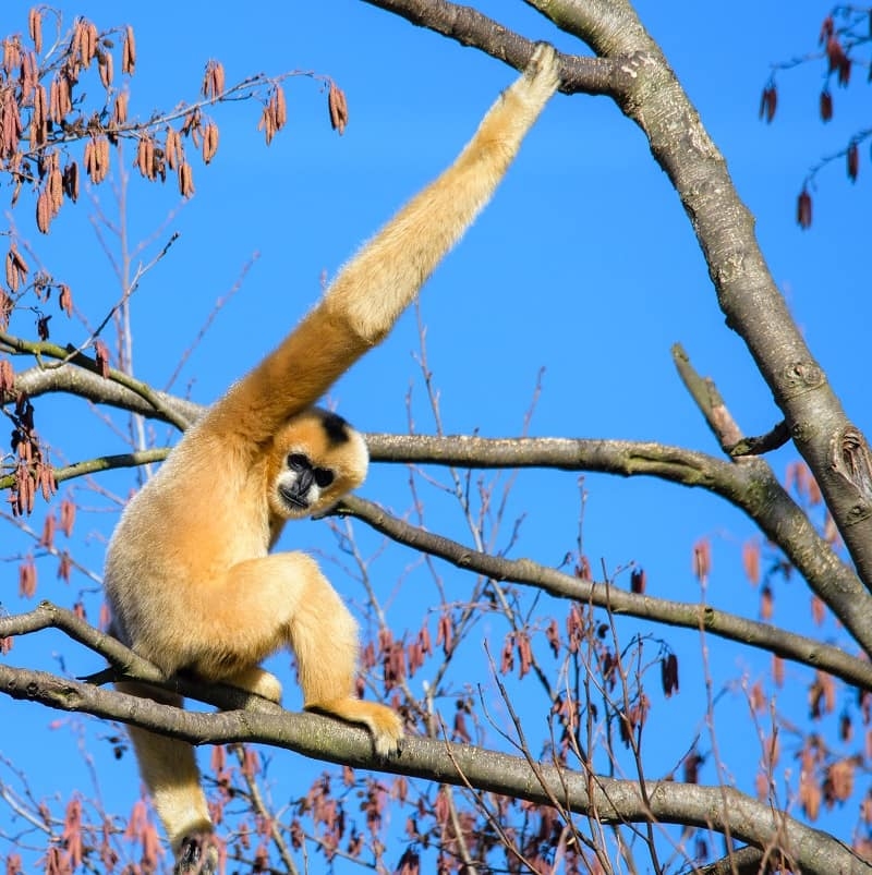 Gibbon How Long