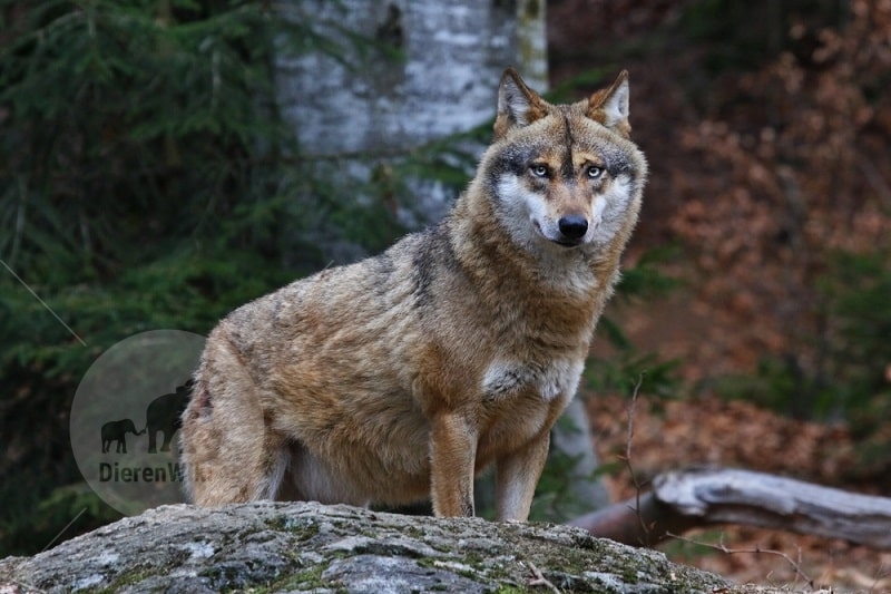 Zeldzame wolf waargenomen in België