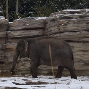 Aziatische Olifant Aziatische Olifant