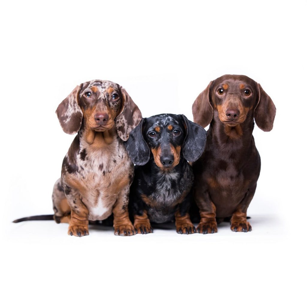 Teckel | DierenWiki