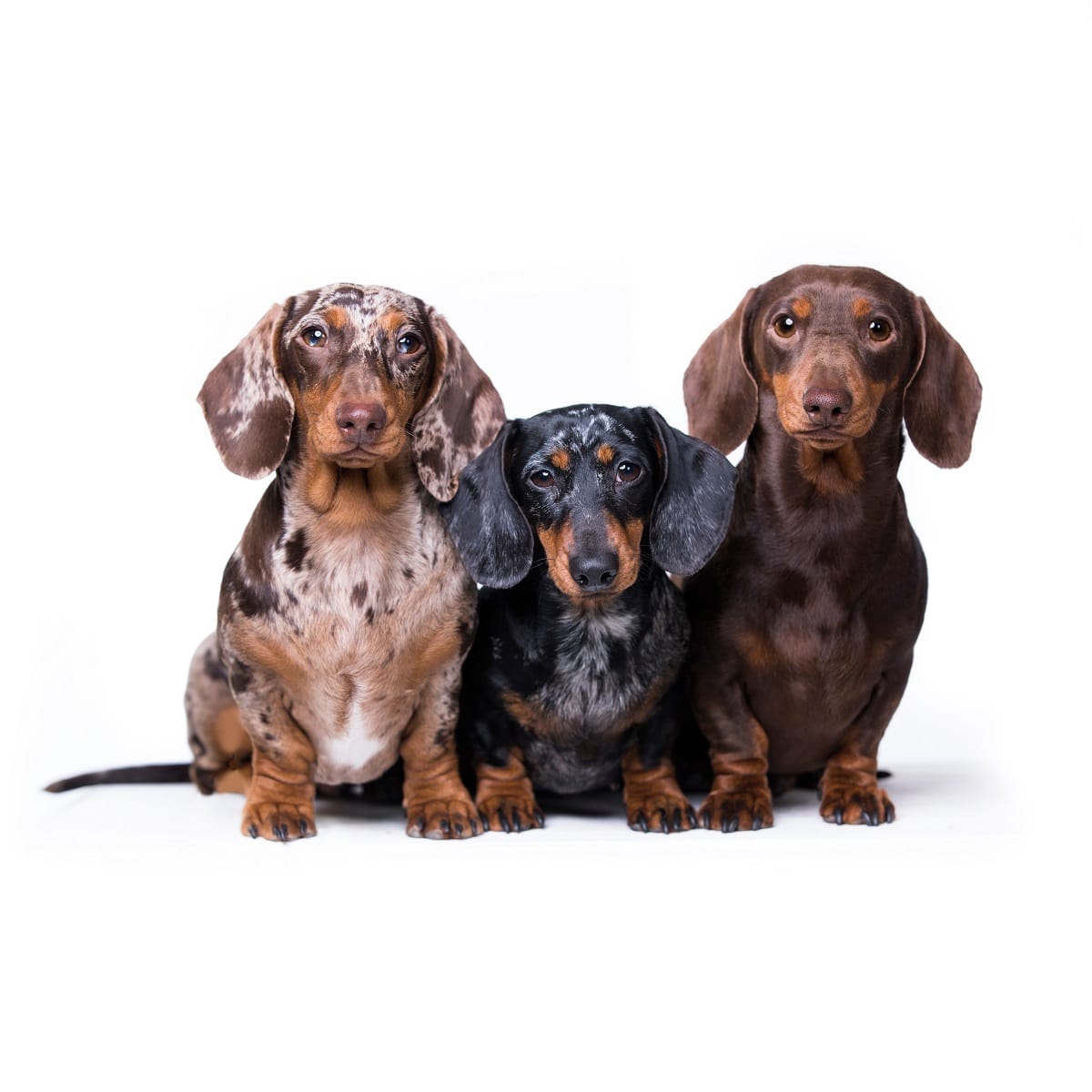 Teckel | Dierenwiki | De Teckel Als Hondenras | Teckel