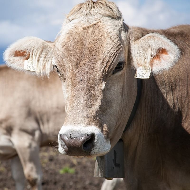 Brown Swiss DierenWiki Rundvee Brown Swiss