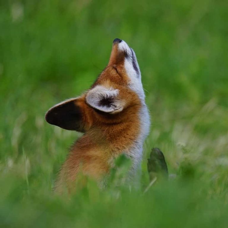 Caniformia DierenWiki Roofdieren Caniformia