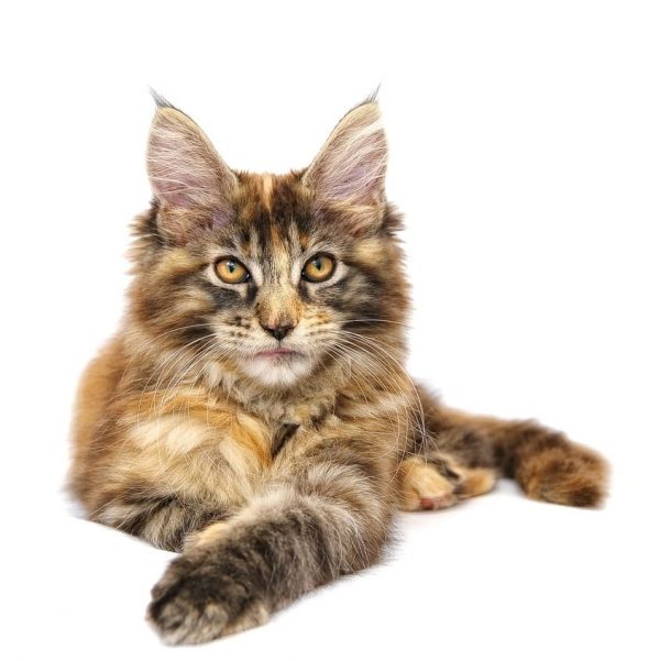 Britse Korthaar DierenWiki Kattenras Britse Korthaar