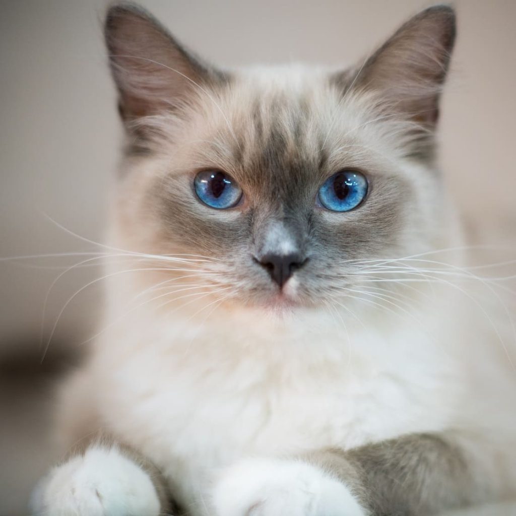 Katten en poezen DierenWiki Latachtigen Katten en poezen