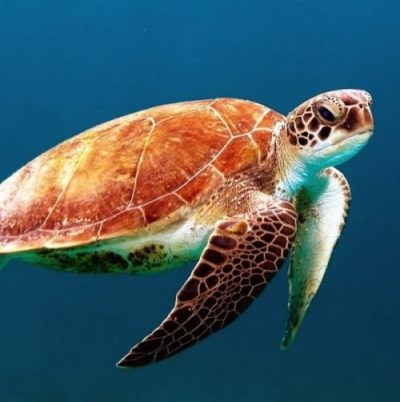 Weven gewoontjes Eenzaamheid Schildpadden > DierenWiki | Reptielen | Schildpadden