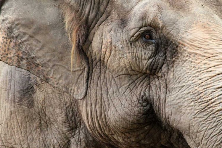 Spreekbeurt Olifanten | DierenWiki | Spreekbeurt Olifanten