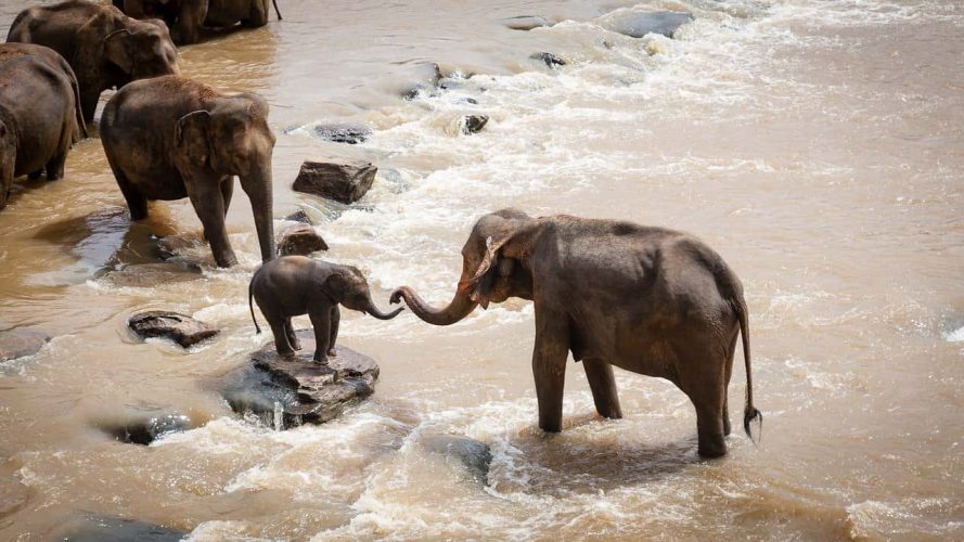 Spreekbeurt Olifanten | DierenWiki | Spreekbeurt Olifanten