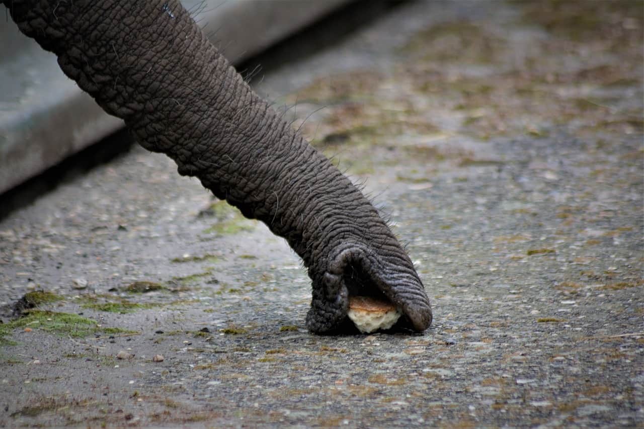 Spreekbeurt Olifanten DierenWiki Spreekbeurt Olifanten Spreekbeurt Olifanten DierenWiki Spreekbeurt Olifanten