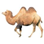 Kamelen