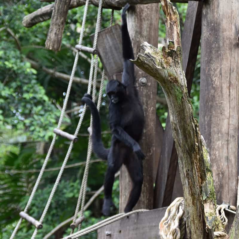 Slingerapen | DierenWiki | Primaten > Breedneusapen > Slingerapen