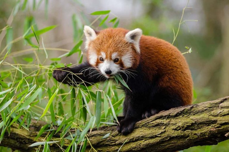 Uit onderzoek blijkt er zijn twee soorten rode panda's