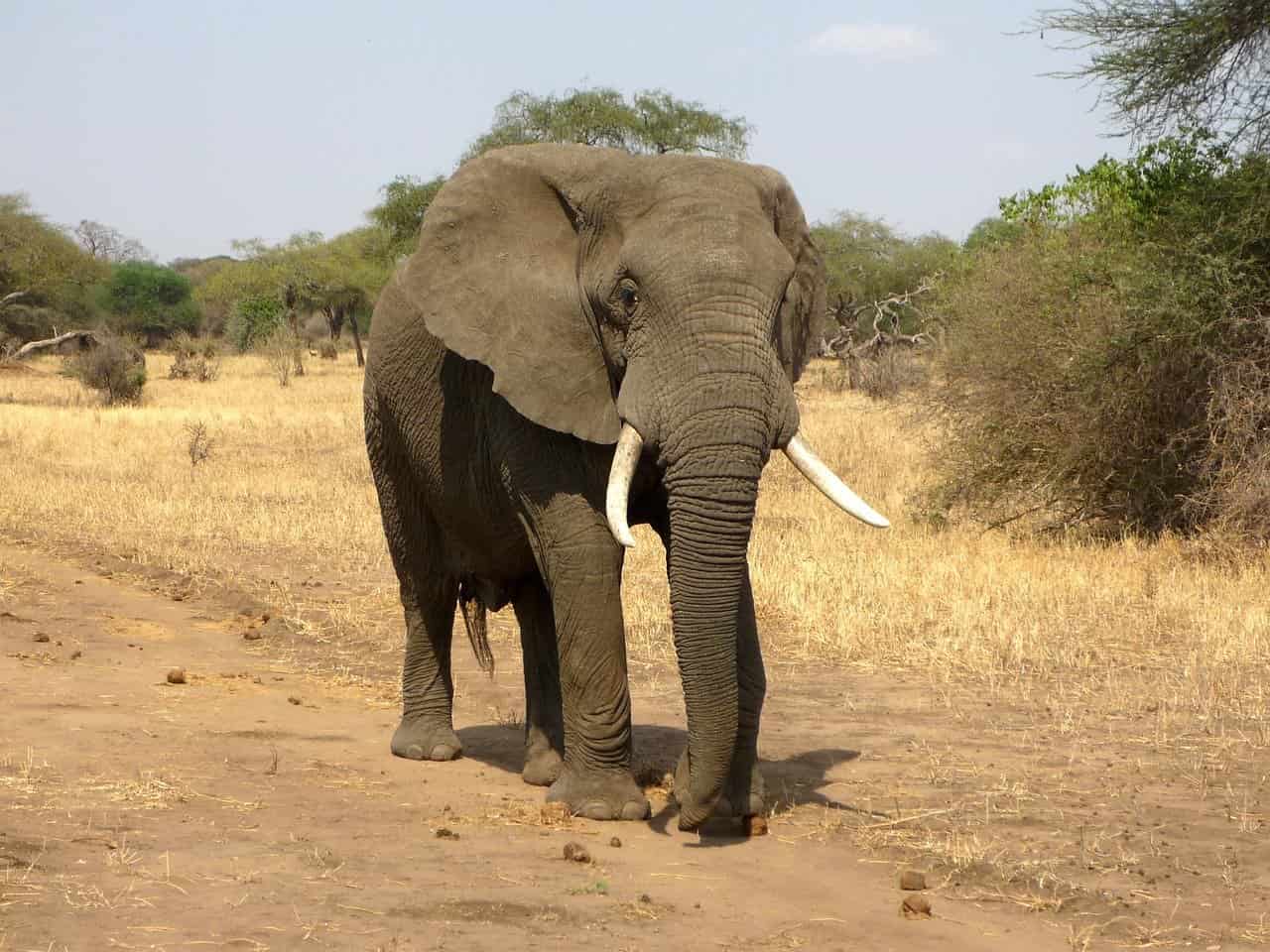 Spreekbeurt Olifanten | DierenWiki | Spreekbeurt Olifanten