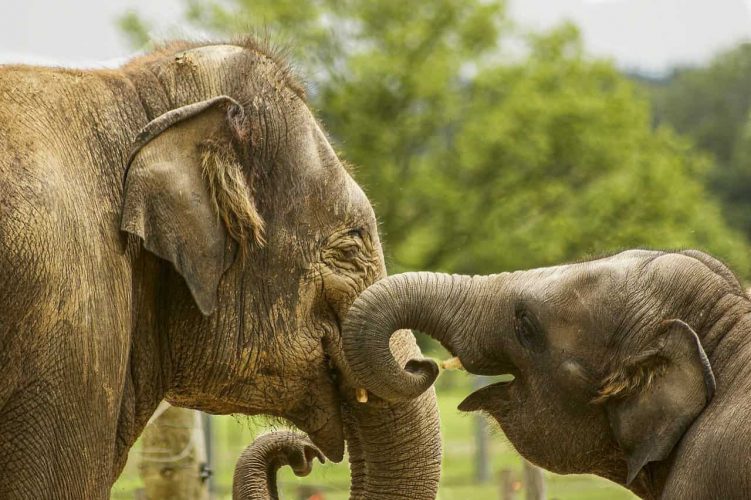 Spreekbeurt Olifanten | DierenWiki | Spreekbeurt Olifanten