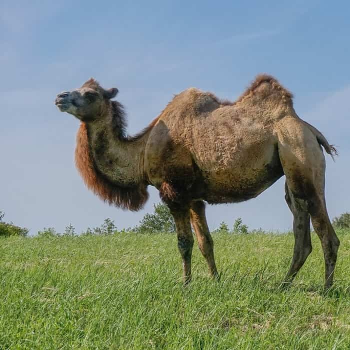 Wilde kameel