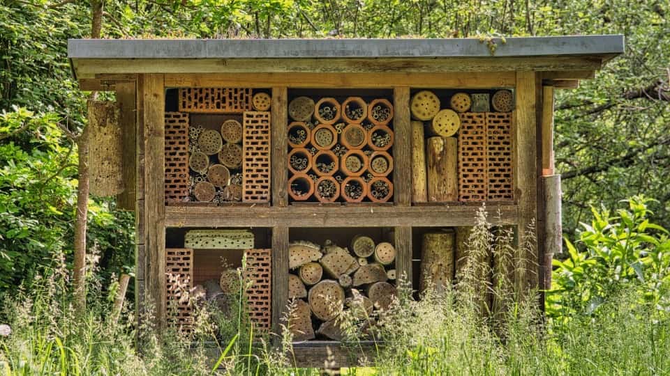 Nieuwe bijensoorten in Nederland gesignaleerd
