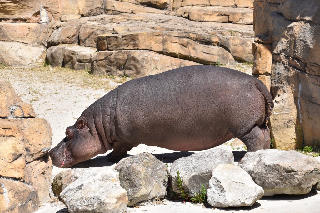 Nijlpaarden gewicht