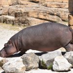 Nijlpaarden gewicht