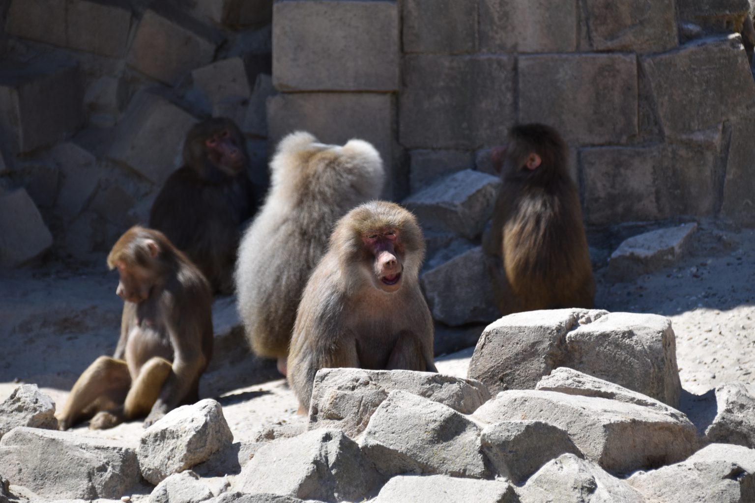 Bavianen | DierenWiki | Primaten > Apen > Bavianen