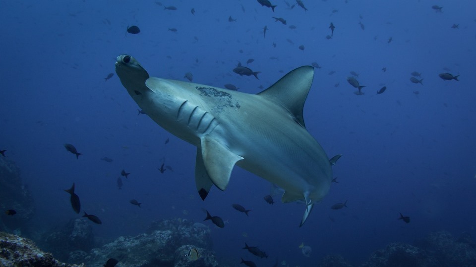 Haaien bedreigd door overbevissing