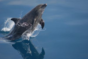 Hoe slim is een dolfijn
