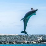 spreekbeurt dolfijnen
