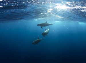 zijn dolfijnen sociale dieren?