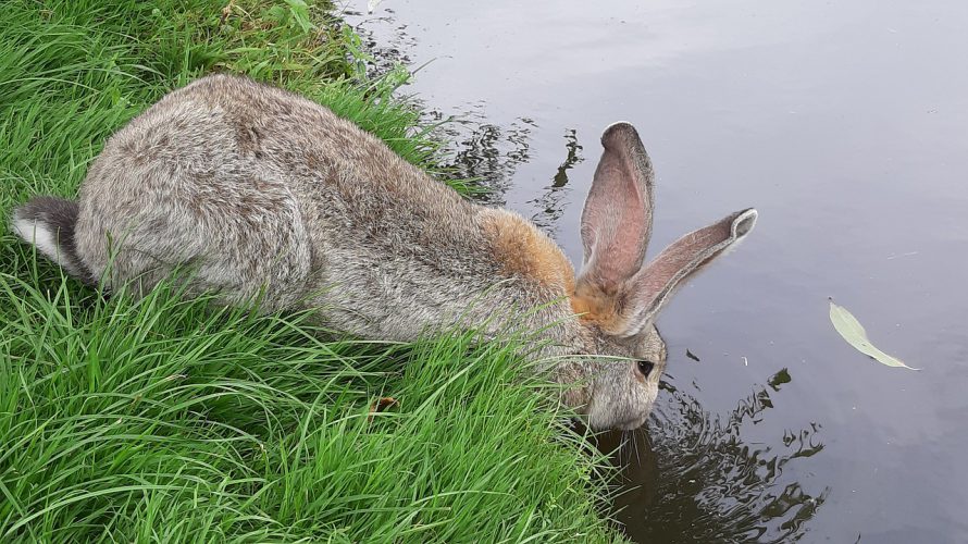 Spreekbeurt konijnen DierenWiki Spreekbeurt konijnen