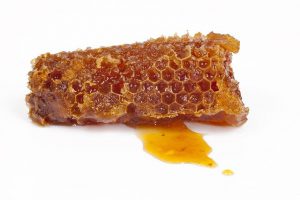 Hoe lang zijn er al bijen op aarde