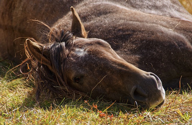 Spreekbeurt Paard | DierenWiki | Spreekbeurt paard