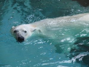 Hoeveel kilometer loopt een ijsbeer per jaar