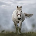 Spreekbeurt paarden