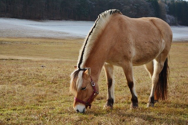 Spreekbeurt Paard | DierenWiki | Spreekbeurt paard