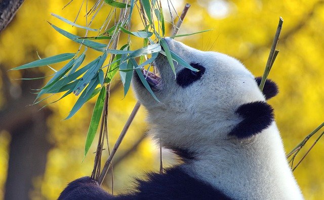 Spreekbeurt panda | DierenWiki | Spreekbeurt panda