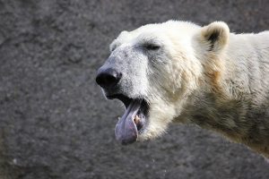 hoe communiceren ijsberen met elkaar
