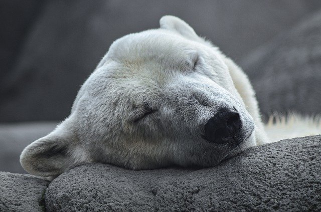 Spreekbeurt IJsbeer | DierenWiki | Spreekbeurt IJsbeer