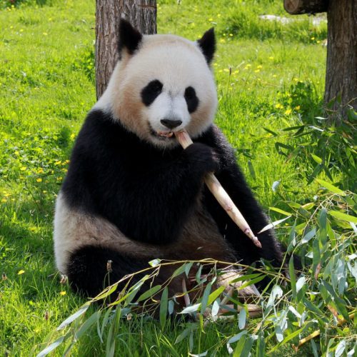 Spreekbeurt panda DierenWiki Spreekbeurt panda Spreekbeurt panda DierenWiki Spreekbeurt panda
