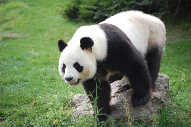 Spreekbeurt panda | DierenWiki | Spreekbeurt panda