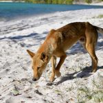 Dingo Australië