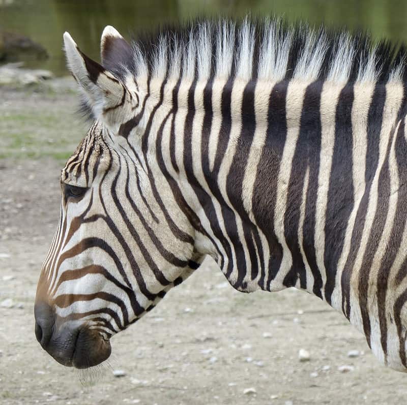 Perioperatieve periode mobiel pauze Bergzebra (Equus zebra) | DierenWiki | Zebra | Bergzebra