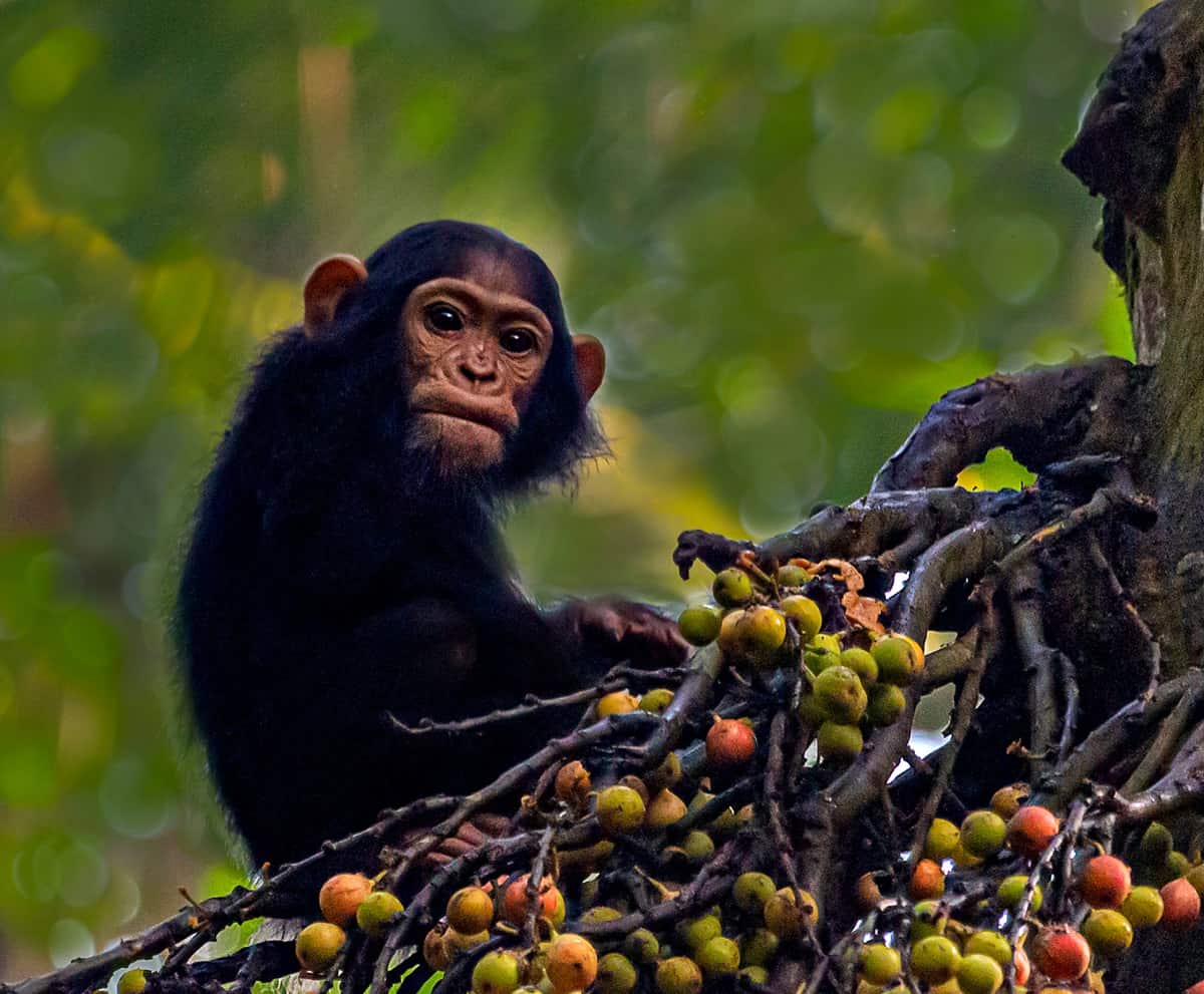 Primaten Chimpansee