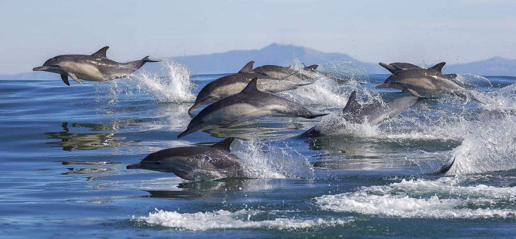 Dolfijnen Dolfijn