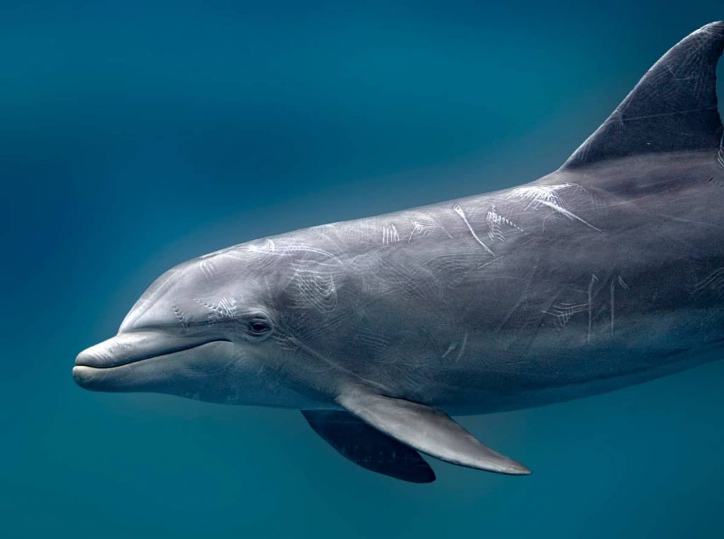 Dolfijnen Dolfijntjes