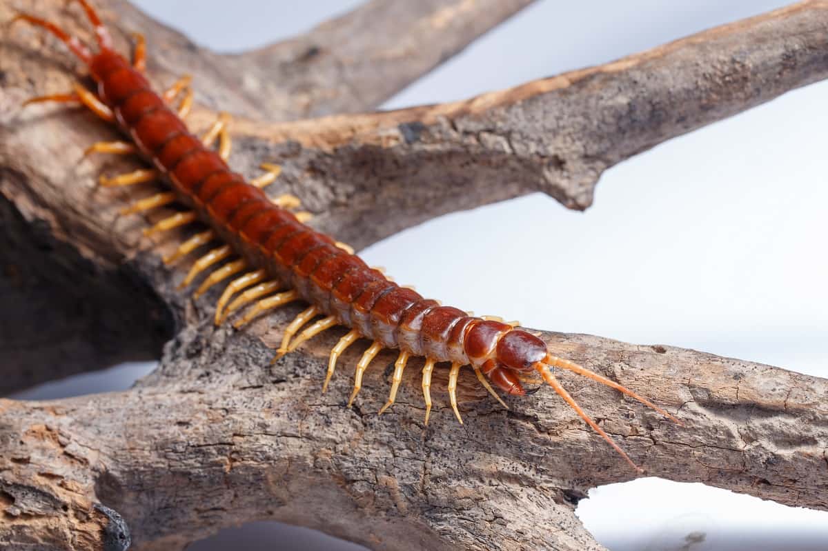 Duizendpoten DierenWiki Duizendpoten Chilopoda 