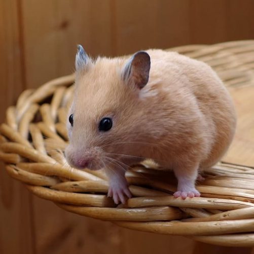 Hamsters DierenWiki Goudhamster Hamsters