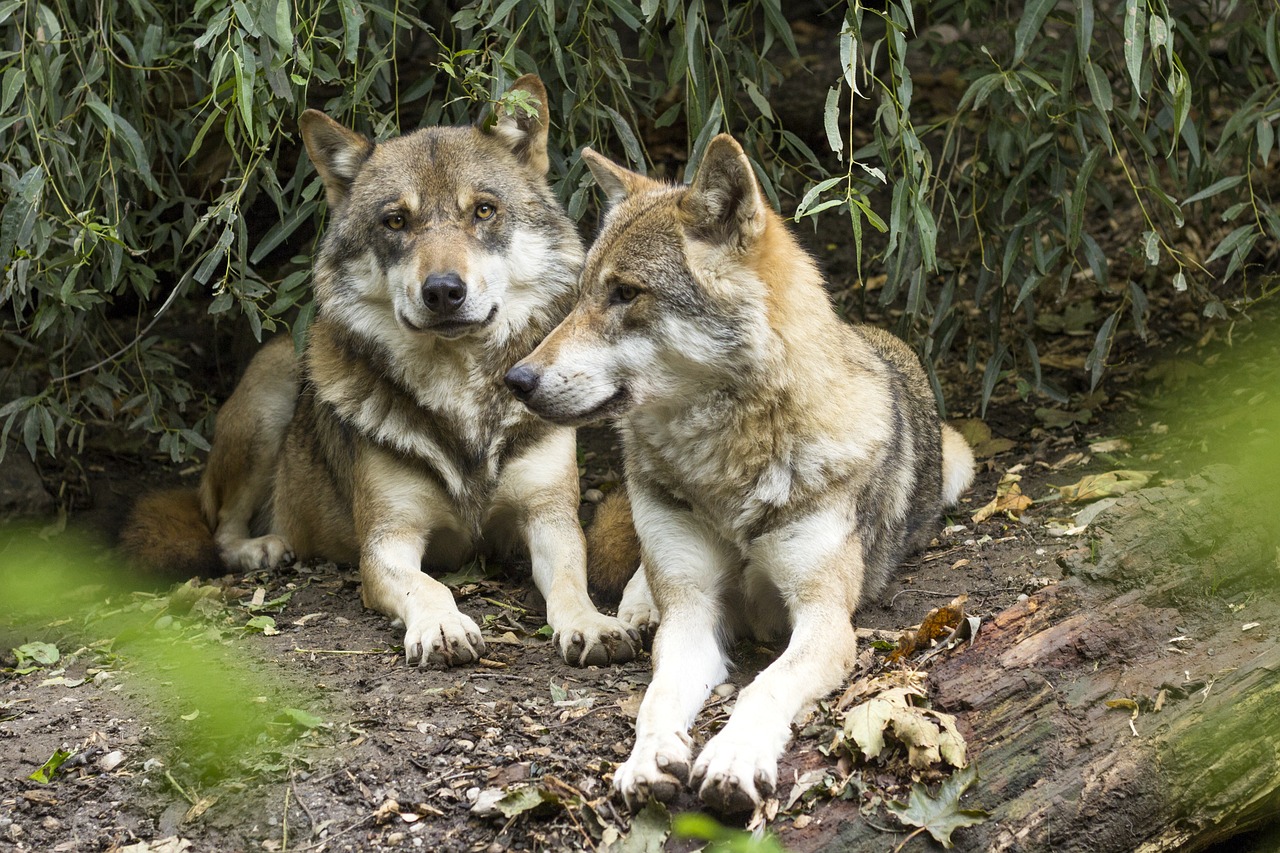 Spreekbeurt Wolven - DierenWiki - Spreekbeurt Wolven