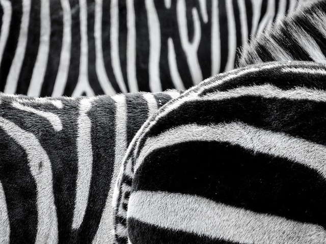 Spreekbeurt zebra's | DierenWiki | Spreekbeurt Zebra's